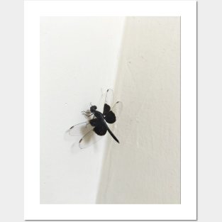 Black Butterfly Posters and Art